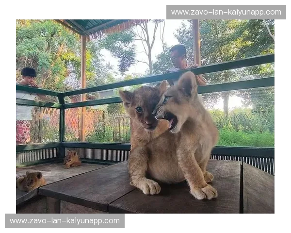 小老虎vs天天：一场跨越时空的萌宠对决，谁能融化你的心？